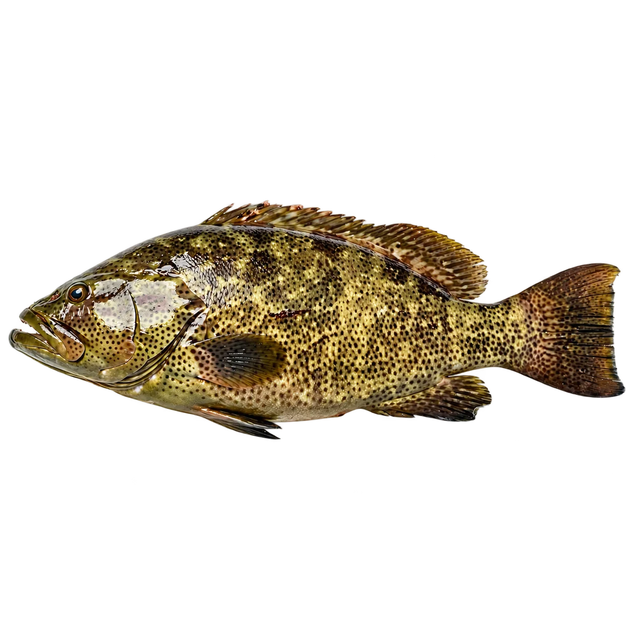 Leopard Grouper